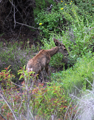 Odocoileus hemionus