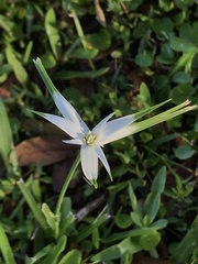Rhynchospora colorata image