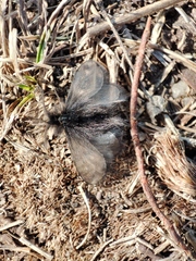 Ptilocephala plumifera