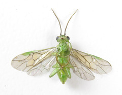 Euura hypoxantha
