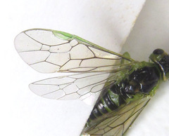 Euura hypoxantha