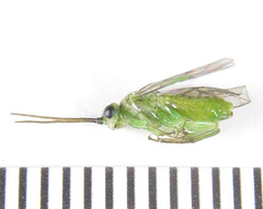 Euura hypoxantha