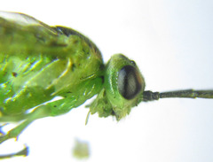 Euura hypoxantha
