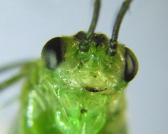 Euura hypoxantha