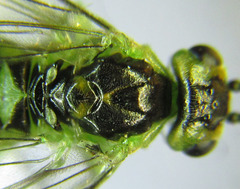 Euura hypoxantha