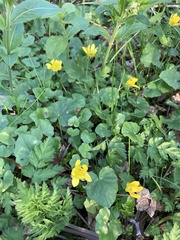 Ficaria verna