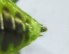 Euura hypoxantha