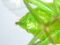 Euura hypoxantha