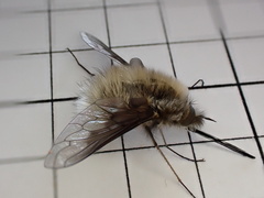 Bombylius analis
