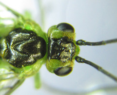 Euura hypoxantha