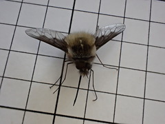 Bombylius analis