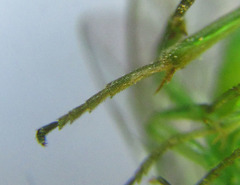 Euura hypoxantha