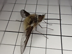 Bombylius analis