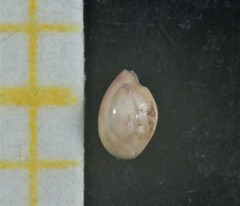 Quinqueloculina seminulum