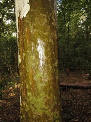 Ochna arborea