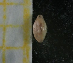 Quinqueloculina seminulum