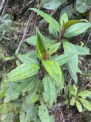 Miconia sintenisii