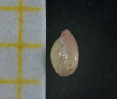 Quinqueloculina seminulum