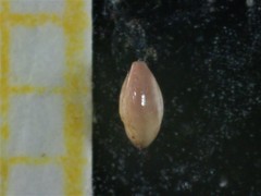 Quinqueloculina seminulum