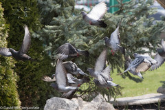 Columba livia domestica