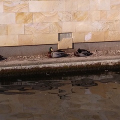 Anas platyrhynchos