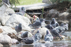 Columba livia domestica