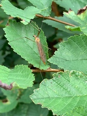 Nephrotoma scurra