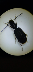 Microlestes linearis