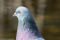 Columba livia domestica