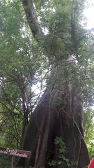 Ceiba trischistandra