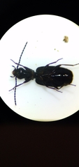 Microlestes linearis