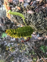 Polypodium pellucidum vulcanicum