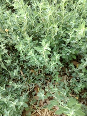 Dyschoriste crenulata