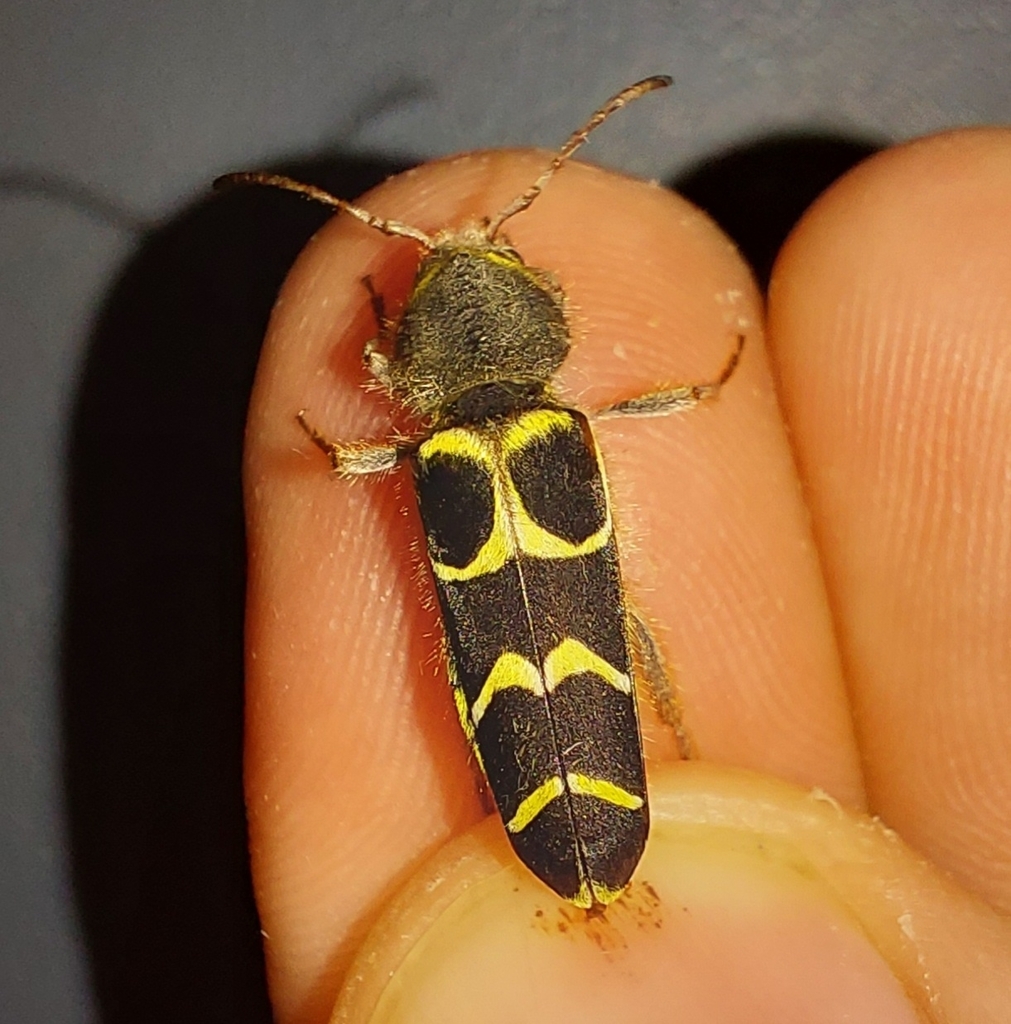 Banded Ash Borer from Portales, NM 88130, USA on March 25, 2022 at 08: ...