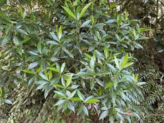 Stenostomum resinosum