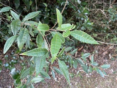 Allophylus crassinervis