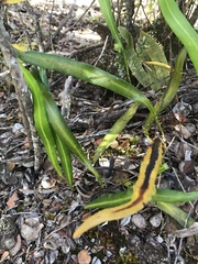 Elaphoglossum wawrae