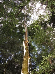 Ochna arborea