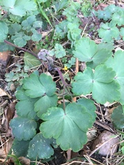 Aquilegia vulgaris
