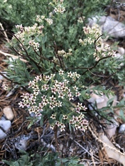 Comandra umbellata californica
