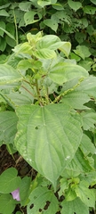 Acalypha diversifolia