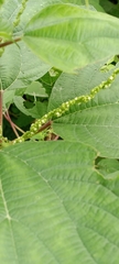 Acalypha diversifolia
