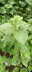 Acalypha diversifolia