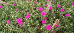 Magnoliopsida