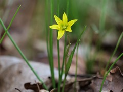 Gagea spathacea