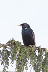 Sturnus vulgaris