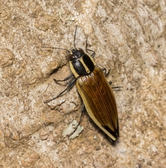 Epistomentis pictus