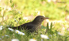 Turdus merula