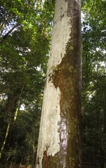 Ochna arborea