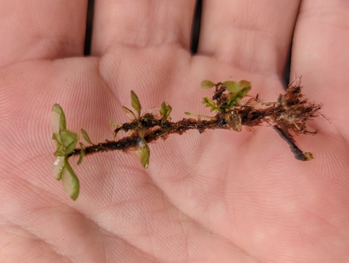 Image of Rhizomnium magnifolium by no rights reserved